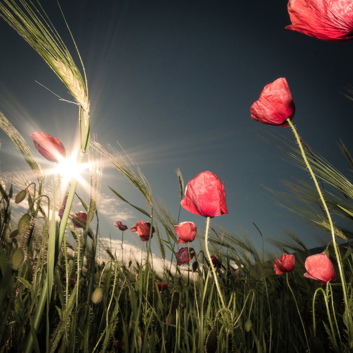 acrylic-print-summer-is-here-x