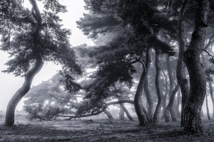 framedcanvas-print-pine-trees-dancing-in-the-fog-x