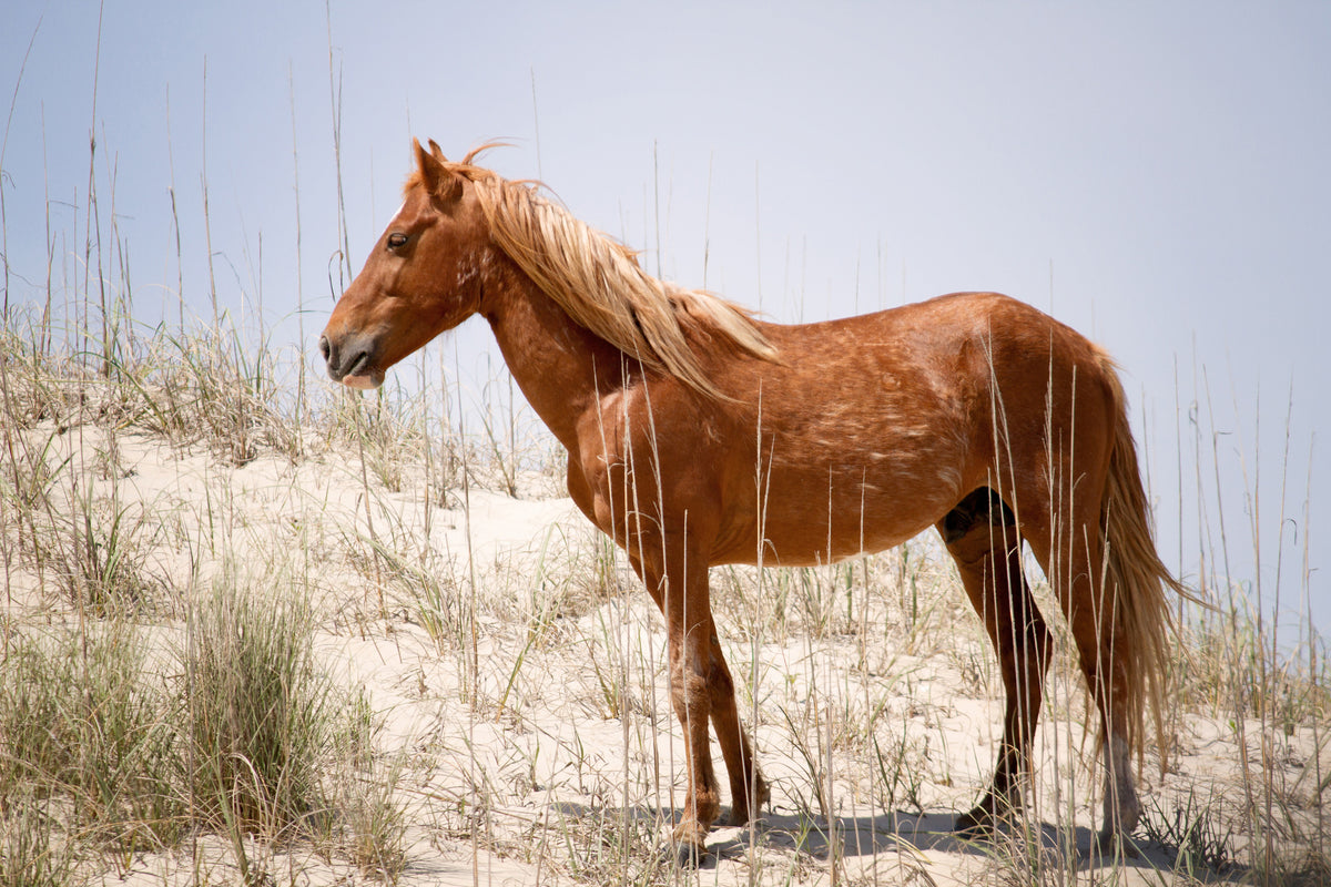 3-piece-canvas-print-wild-spanish-mustang