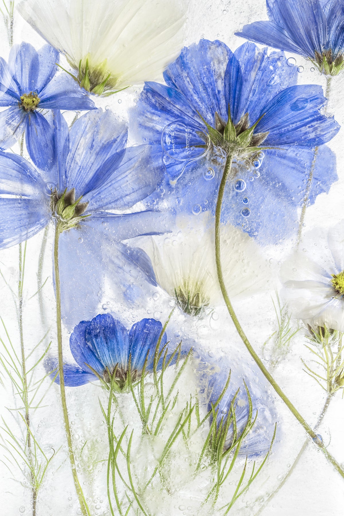 canvas-print-cosmos-blue