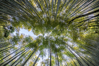 poster-print-many-treetops