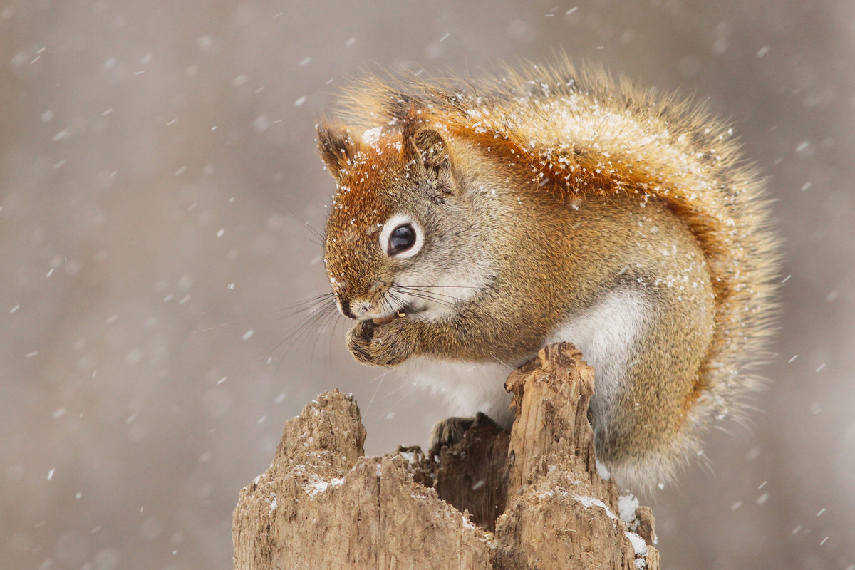 aluminium-print-snow-storm-x