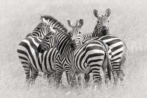 framedcanvas-print-zebras-x