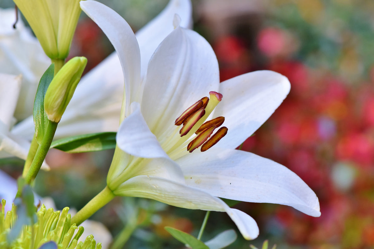 aluminium-print-magnificent-lily-in-white