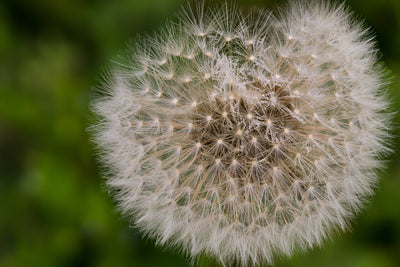 poster-print-the-dandelion-in-nature