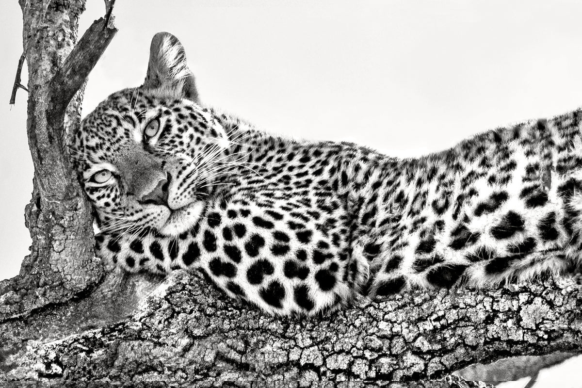 canvas-print-time-to-rest-x