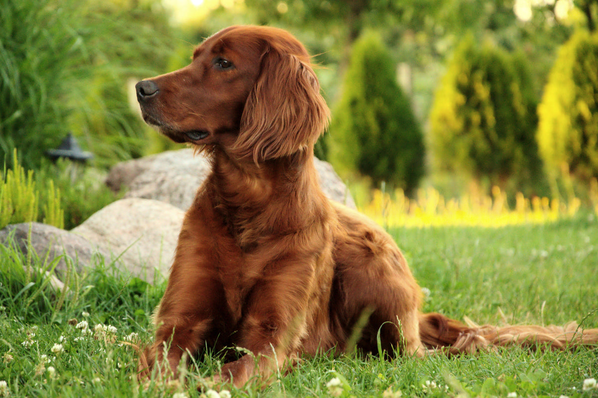 canvas-print-attentive-irish-setter