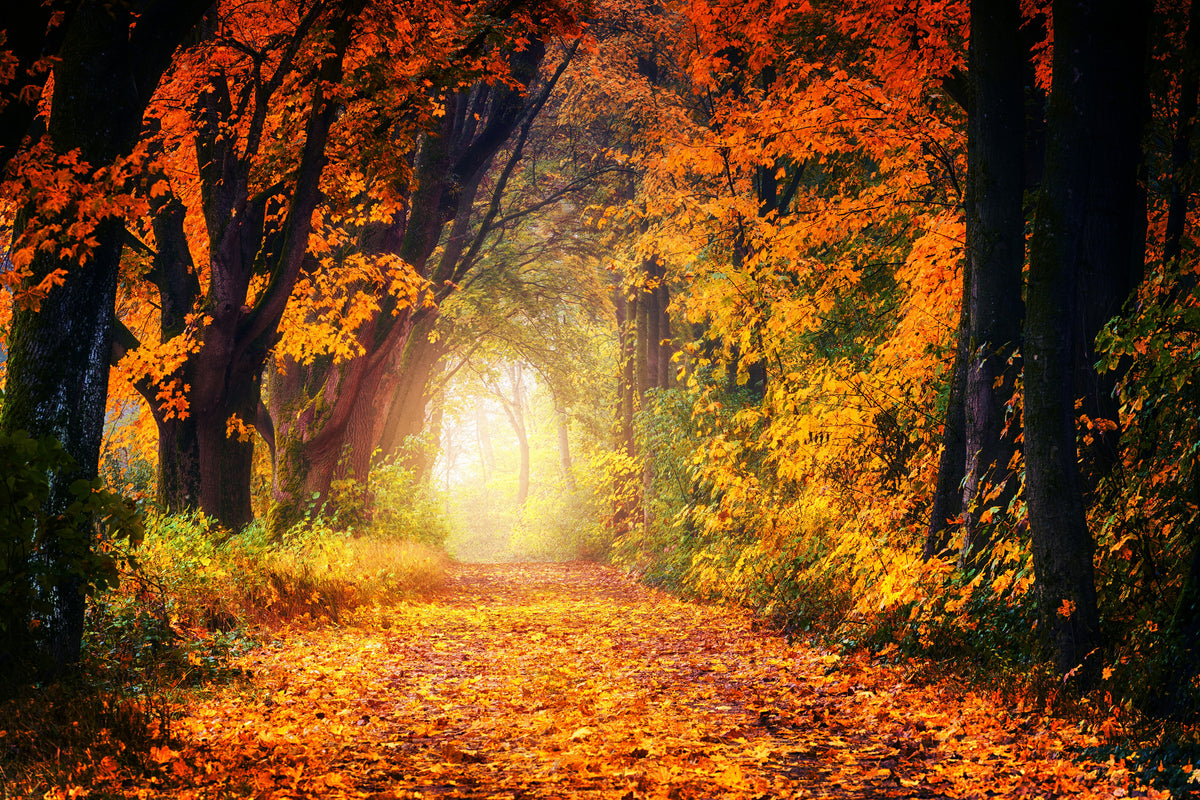 canvas-print-forest-walk