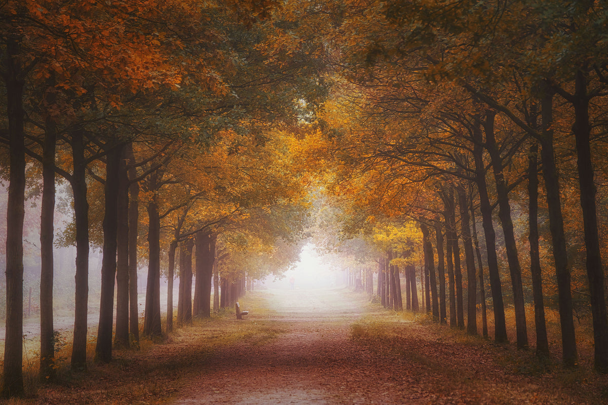 framedposter-print-foggy-autumn-dream-x