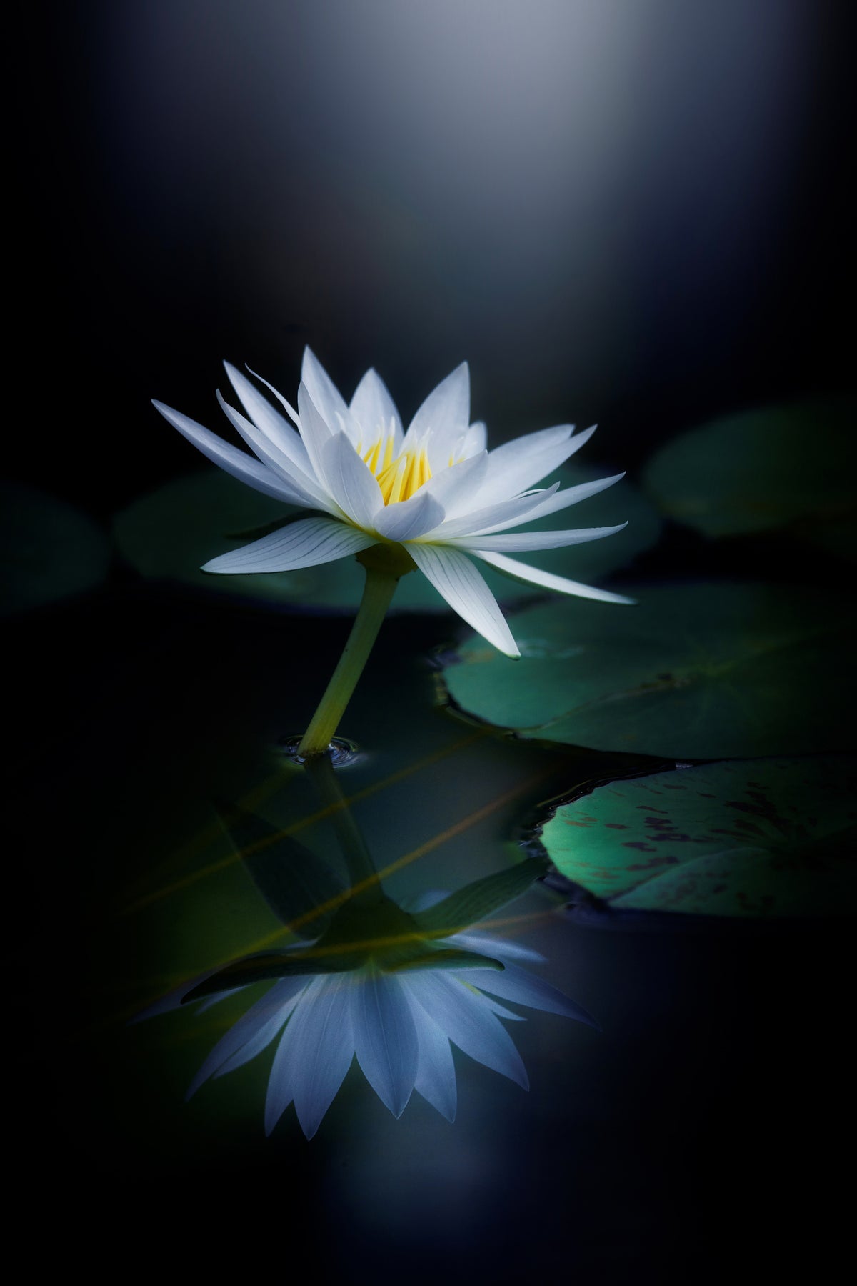 acrylic-print-reflection-iii