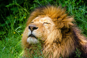 3-piece-canvas-print-sleeping-lion