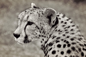aluminium-print-beautiful-cheetah