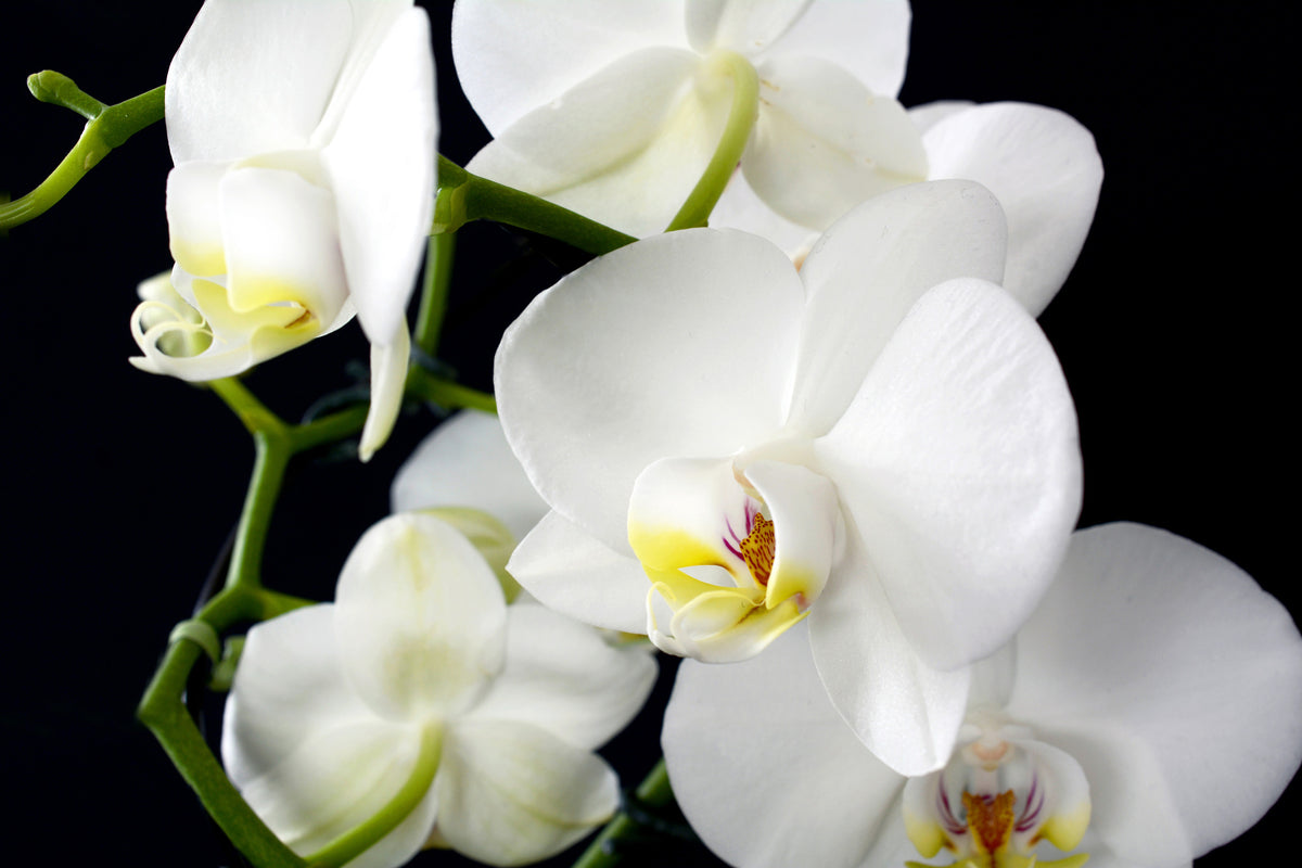 3-piece-aluminium-print-orchid-close-up