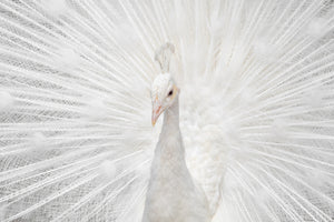 3-piece-acrylic-print-splendid-whitie