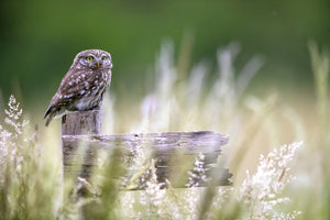 poster-print-little-owl-x