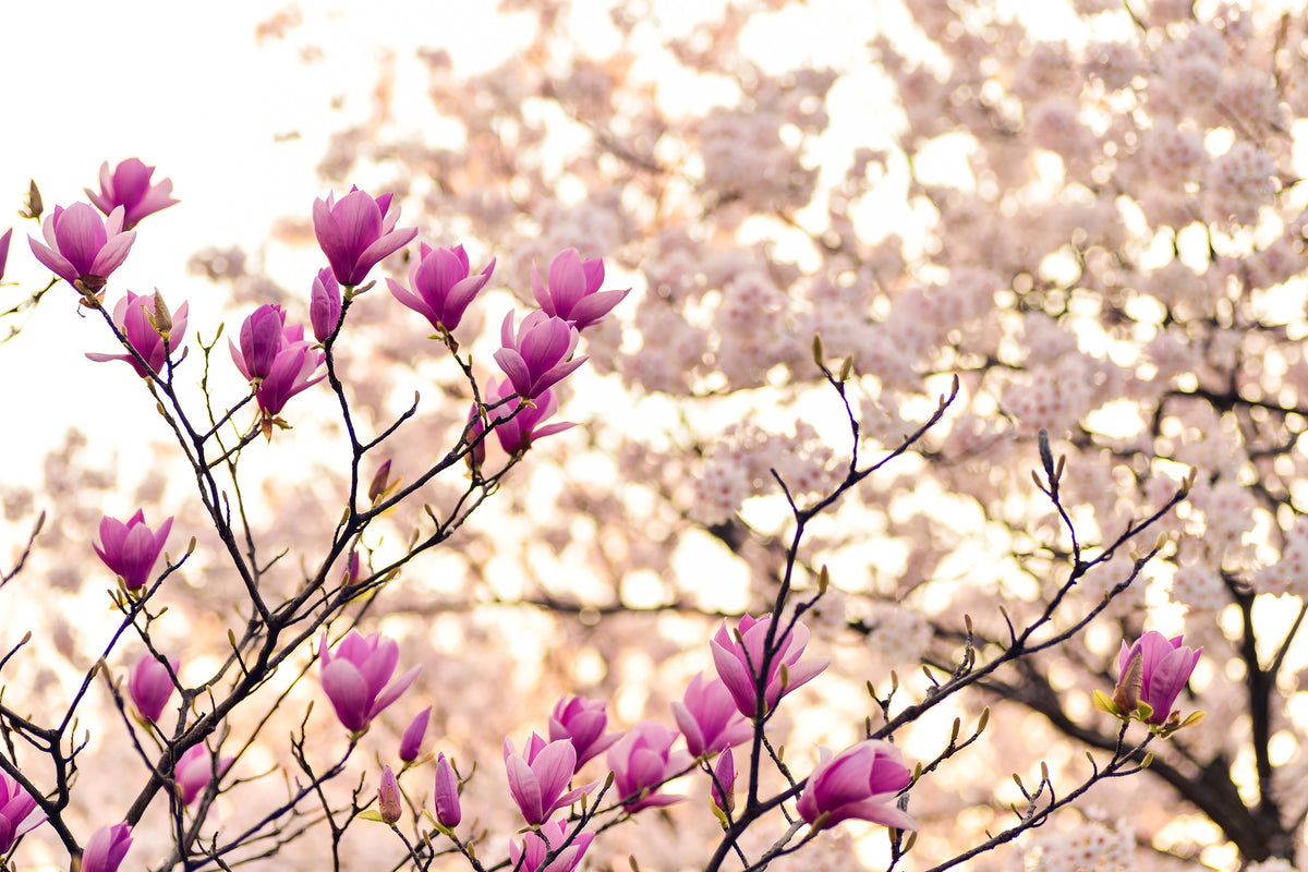 canvas-print-beautiful-magnolia-xl