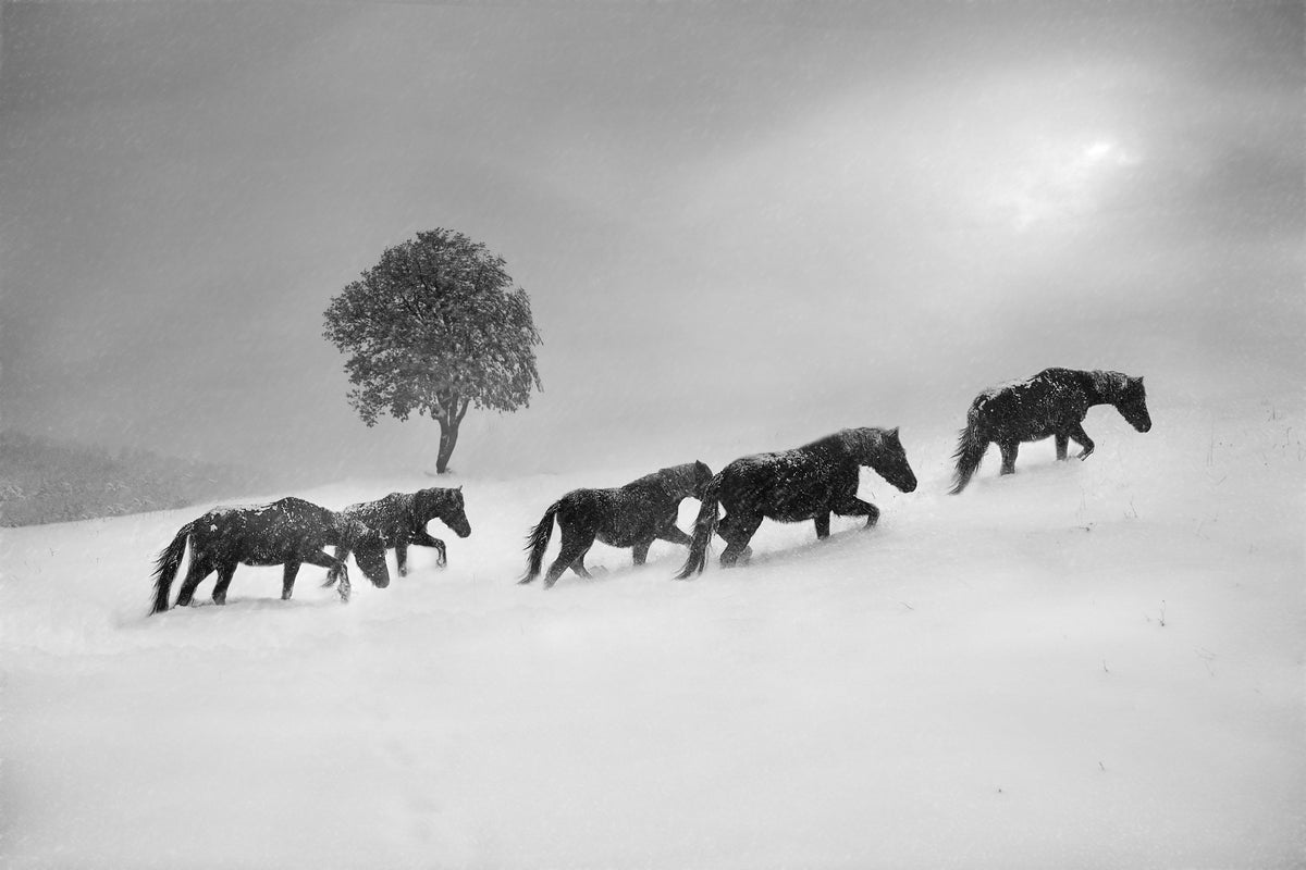 canvas-print-untitled-xnw
