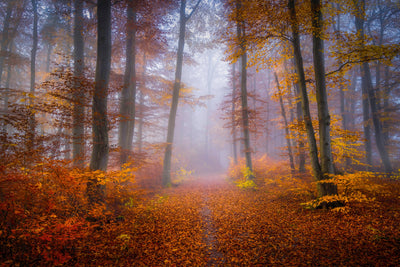 poster-print-october-trail-x