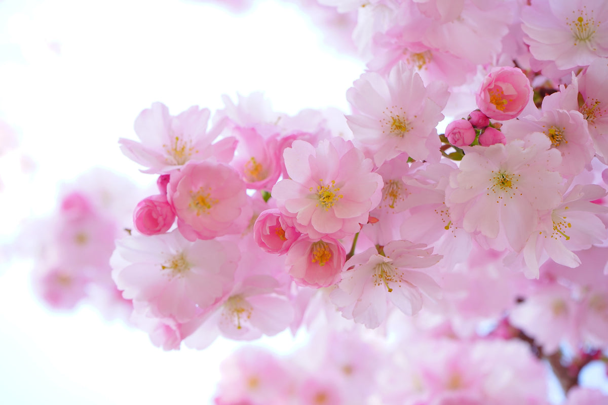 3-piece-acrylic-print-japanese-cherry-blossom-xl