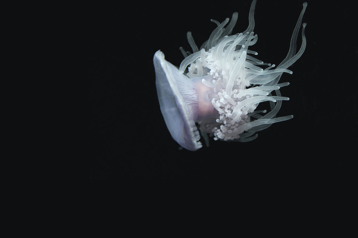acrylic-print-fascinating-jellyfish-xl