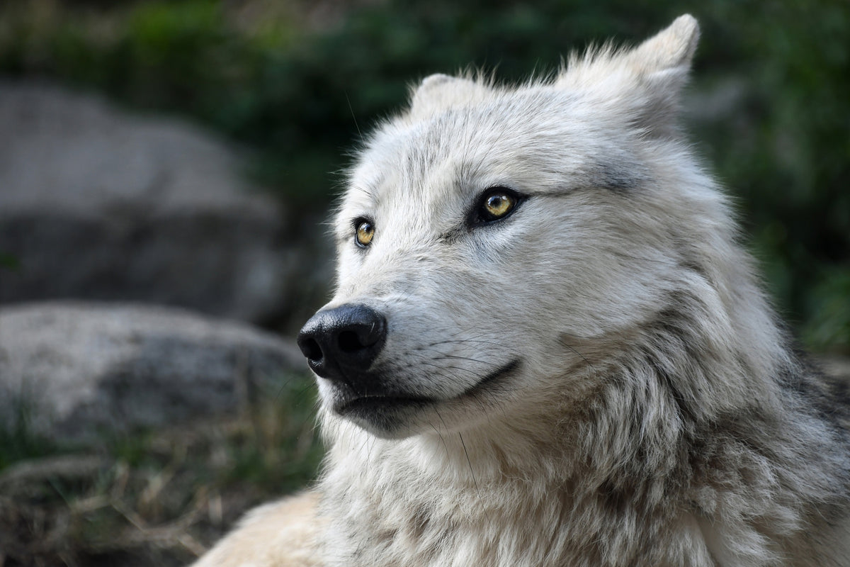 canvas-print-the-lonely-wolf