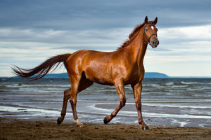 3-piece-aluminium-print-a-thoroughbred-at-the-sea