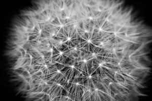 3-piece-aluminium-print-dandelion-in-xxl