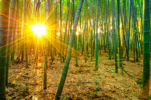 acrylic-print-bamboos