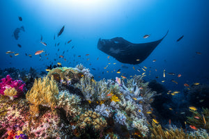 framedcanvas-print-manta-reef-on-the-reef-x