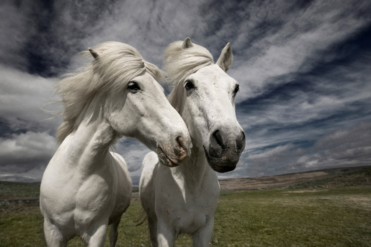 poster-print-inseparables-x