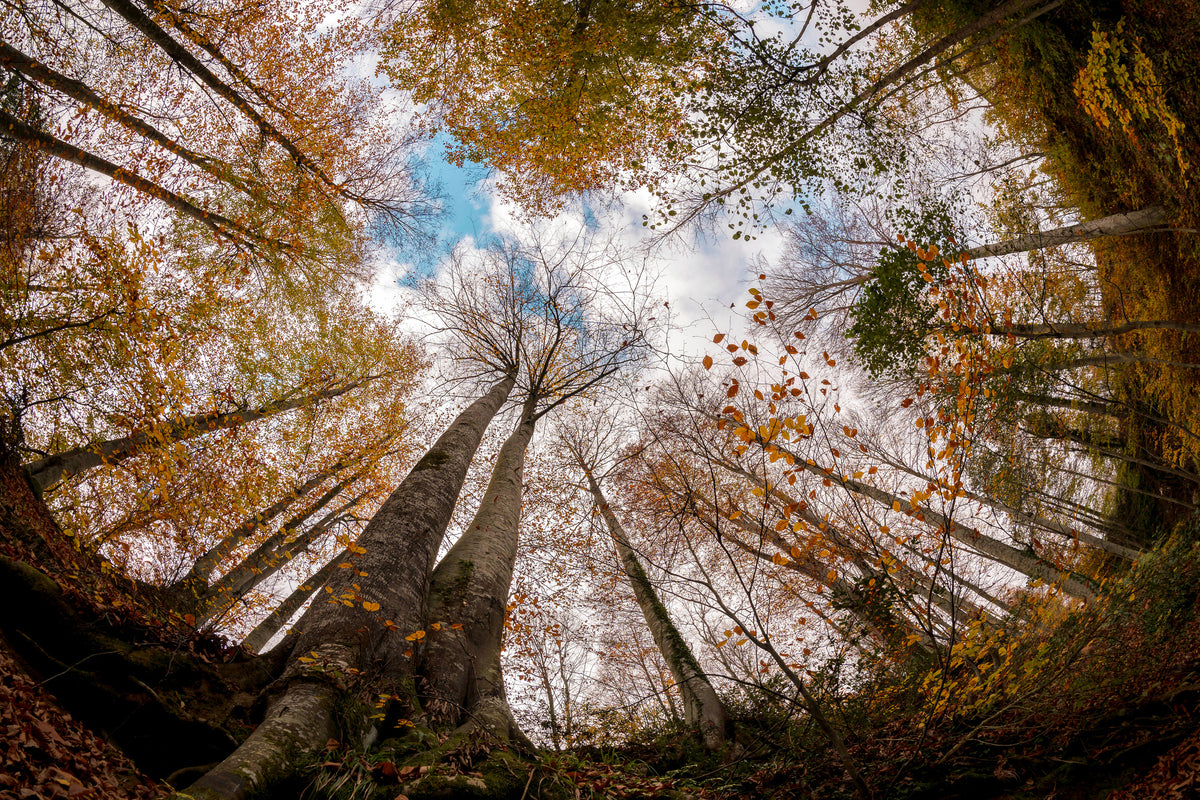 framedcanvas-print-forest-xax