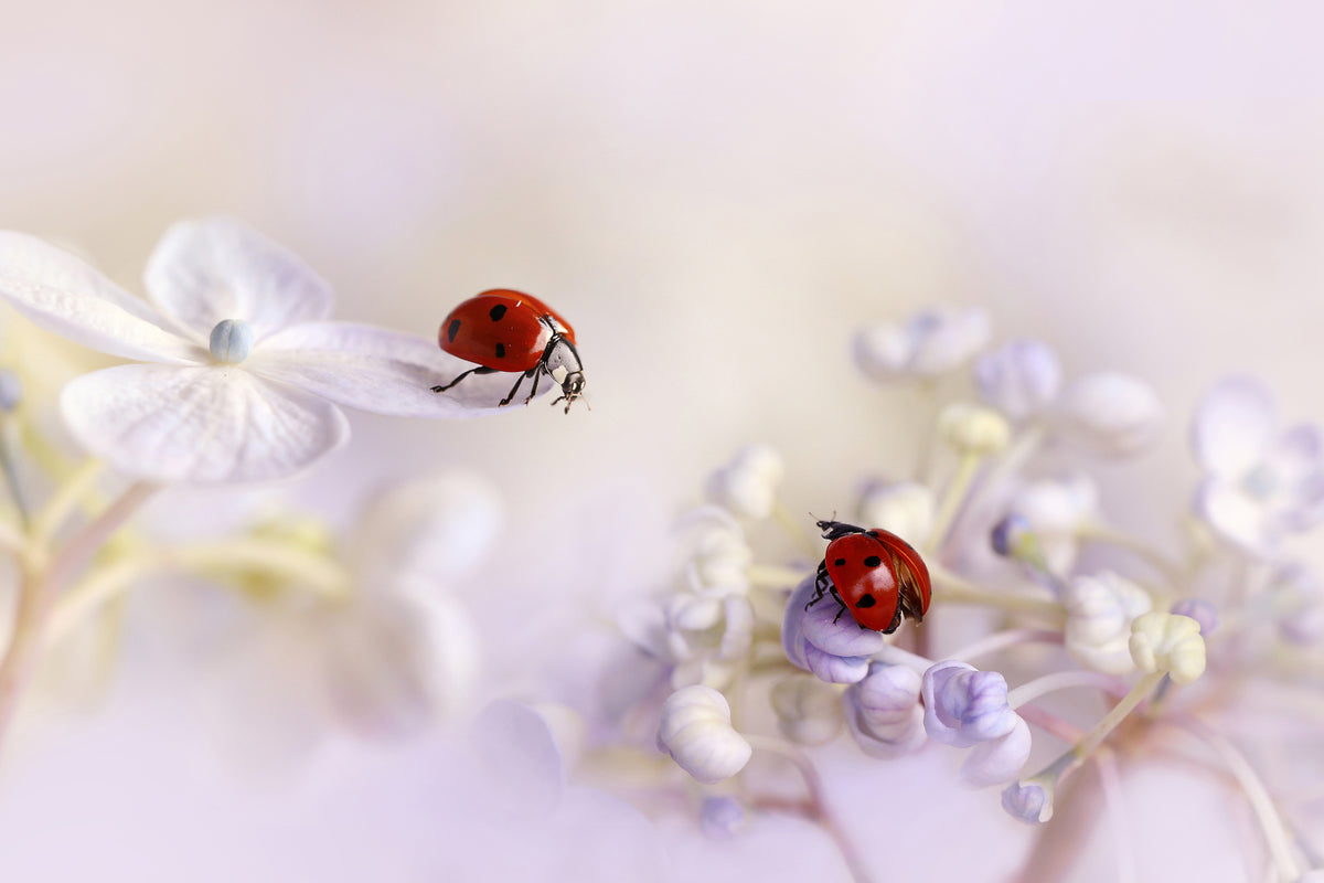 aluminium-print-small-friends-x