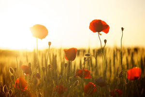 aluminium-print-poppy-in-the-sunset