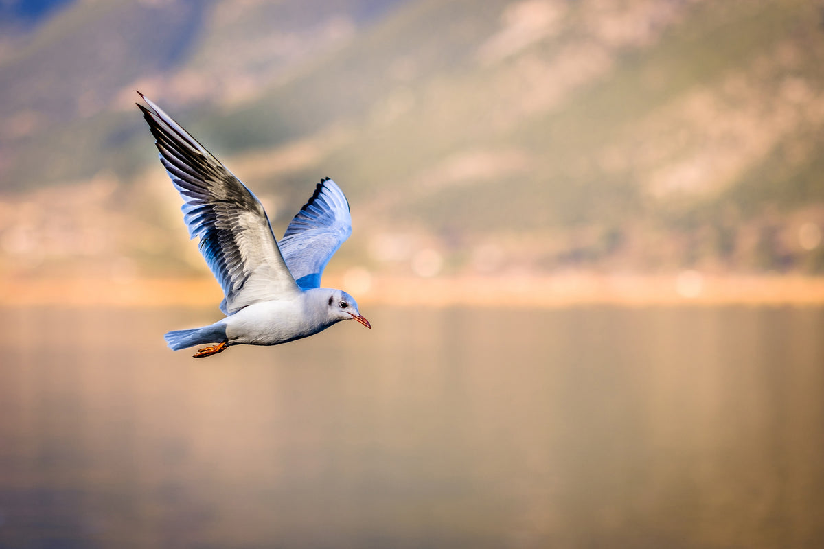 acrylic-print-the-flying-seagull