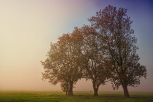 framedposter-print-the-crooked-tree
