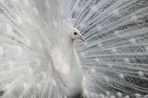 3-piece-aluminium-print-as-white-as-snow