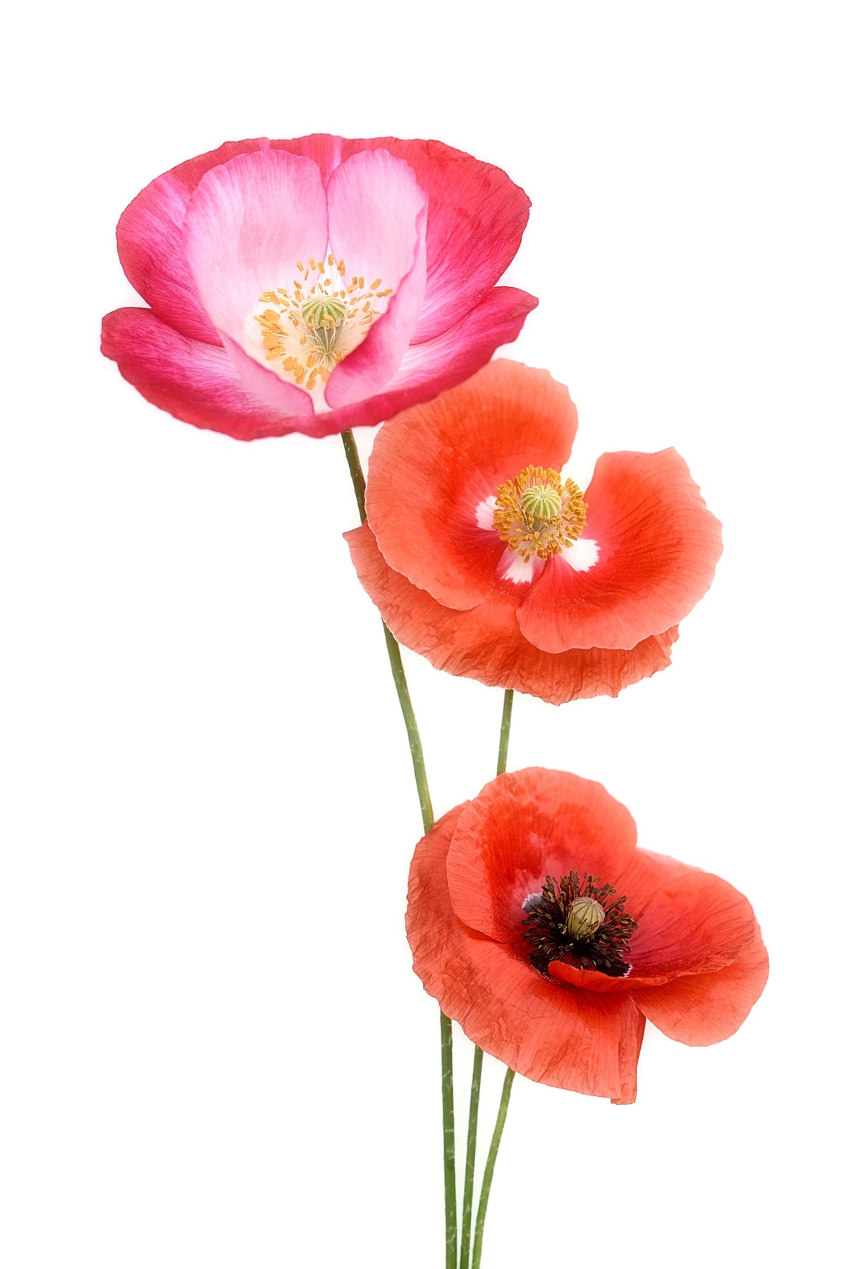 aluminium-print-colourful-poppies-x