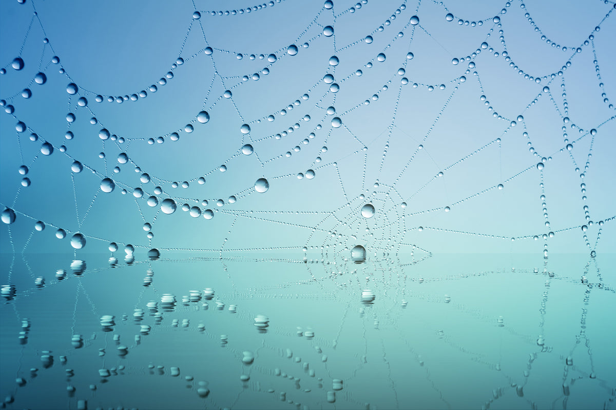 modern-3-piece-canvas-print-cobweb-in-morning-dew