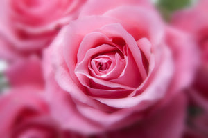 poster-print-roses-macro