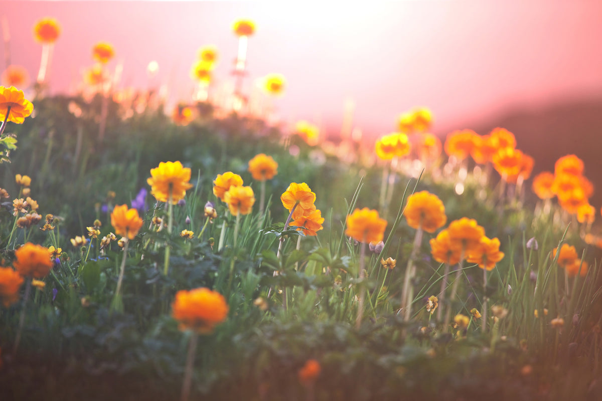 3-piece-acrylic-print-the-mountain-meadow