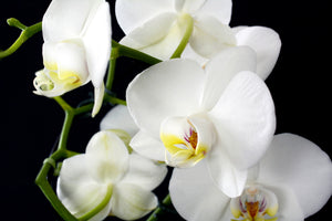 aluminium-print-orchid-close-up