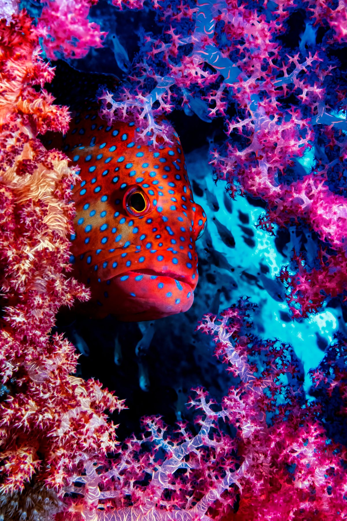 acrylic-print-coral-hind-x