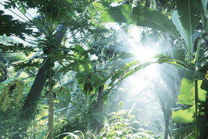 3-piece-aluminium-print-jungle-star