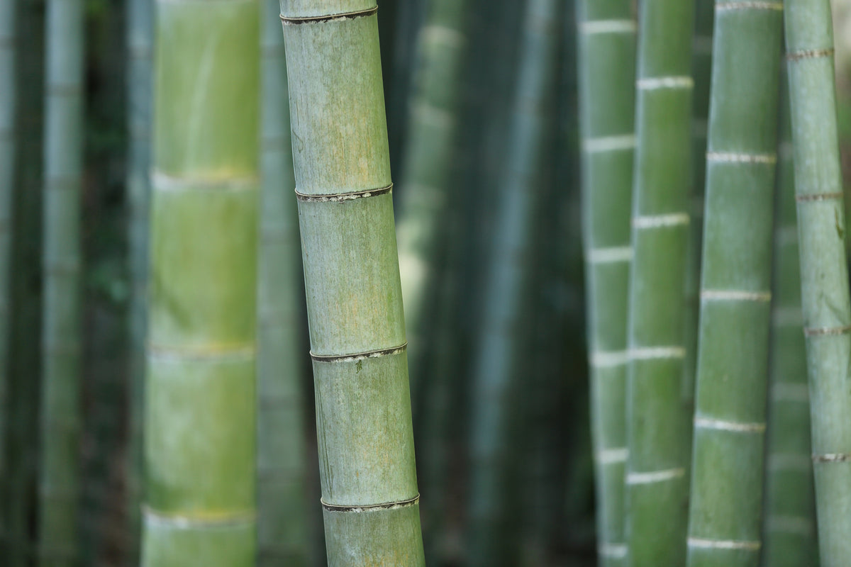 3-piece-canvas-print-bamboo-in-xxl