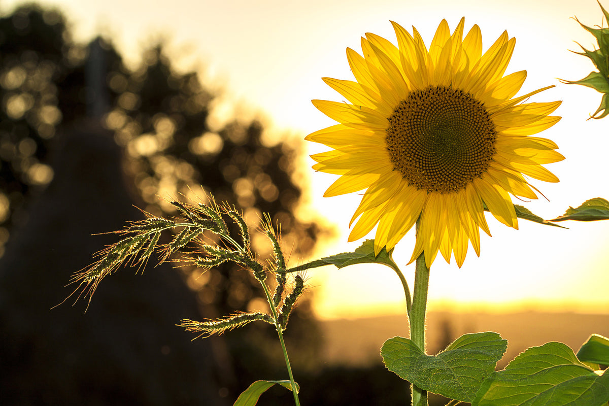 framedcanvas-print-sunflower-in-the-sunrise