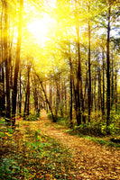 aluminium-print-woodland-walk-in-the-autumn-sun
