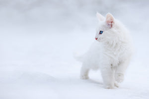 acrylic-print-white-as-snow