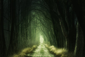poster-print-mysterious-forest-iii