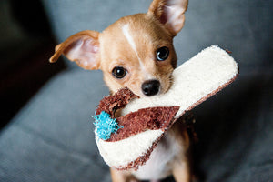 3-piece-aluminium-print-obedient-chihuahua