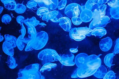 poster-print-many-jellyfish-in-the-blue-water